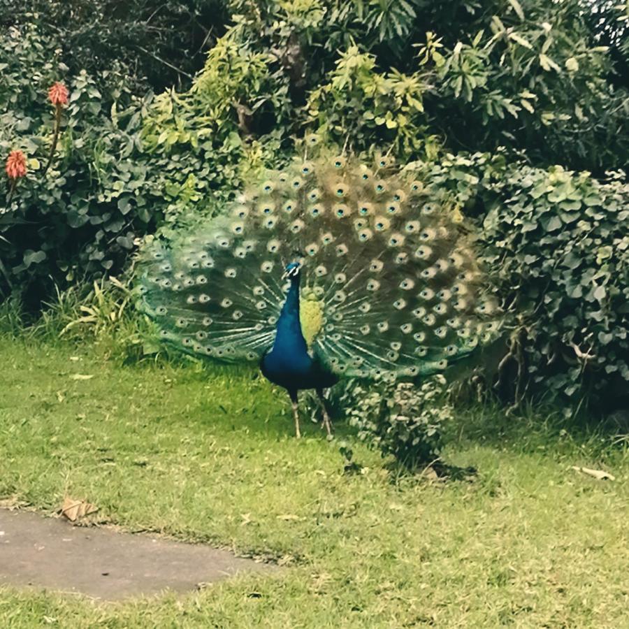 Quinta Das Almas São Roque do Pico Zewnętrze zdjęcie