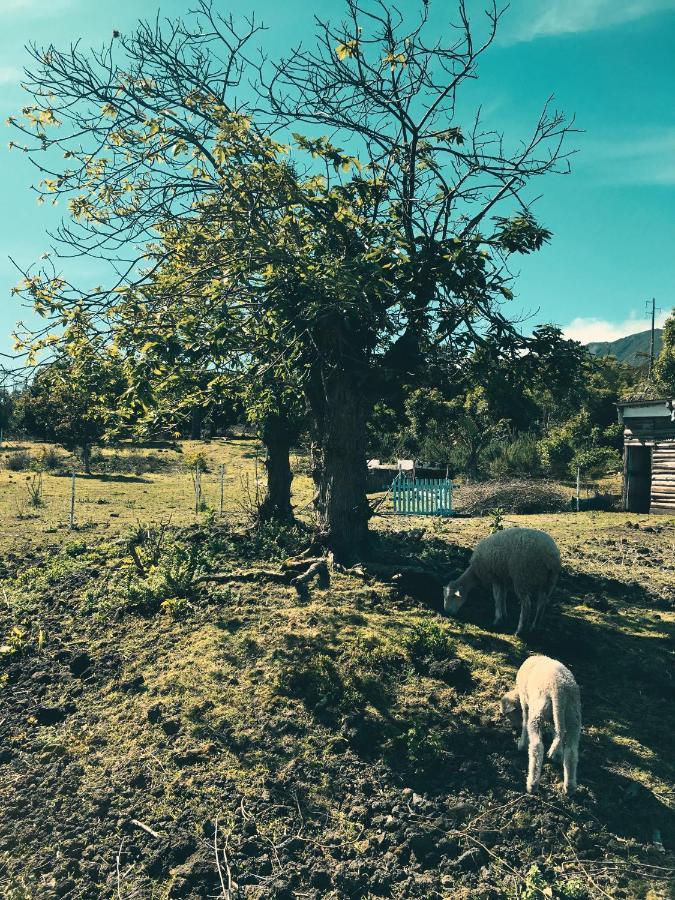 Quinta Das Almas São Roque do Pico Zewnętrze zdjęcie