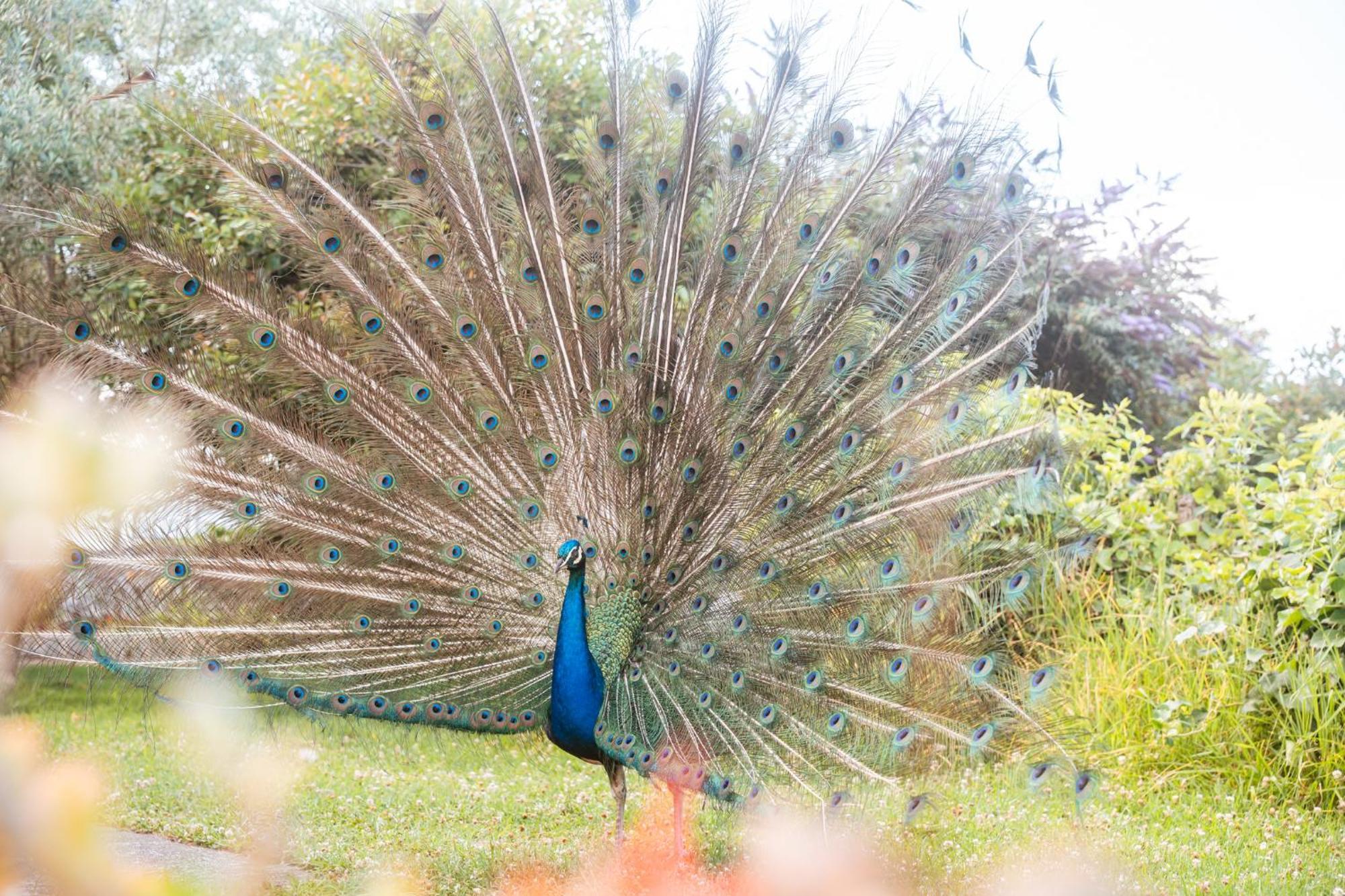 Quinta Das Almas São Roque do Pico Zewnętrze zdjęcie